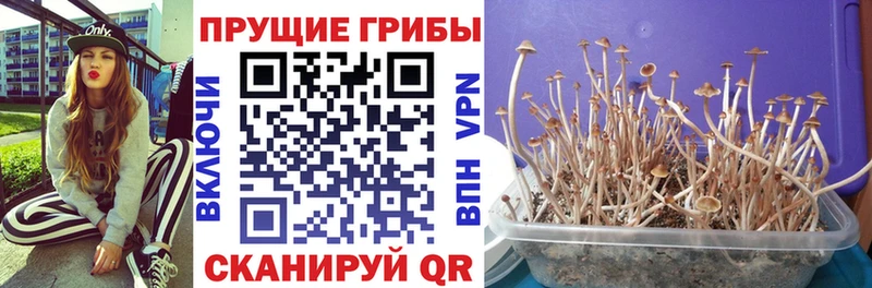 Галлюциногенные грибы Psilocybine cubensis  Сенгилей 